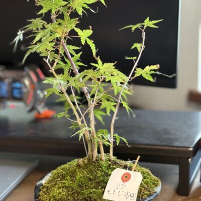 購入したモミジの鉢