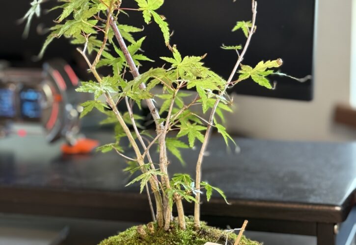 購入したモミジの鉢