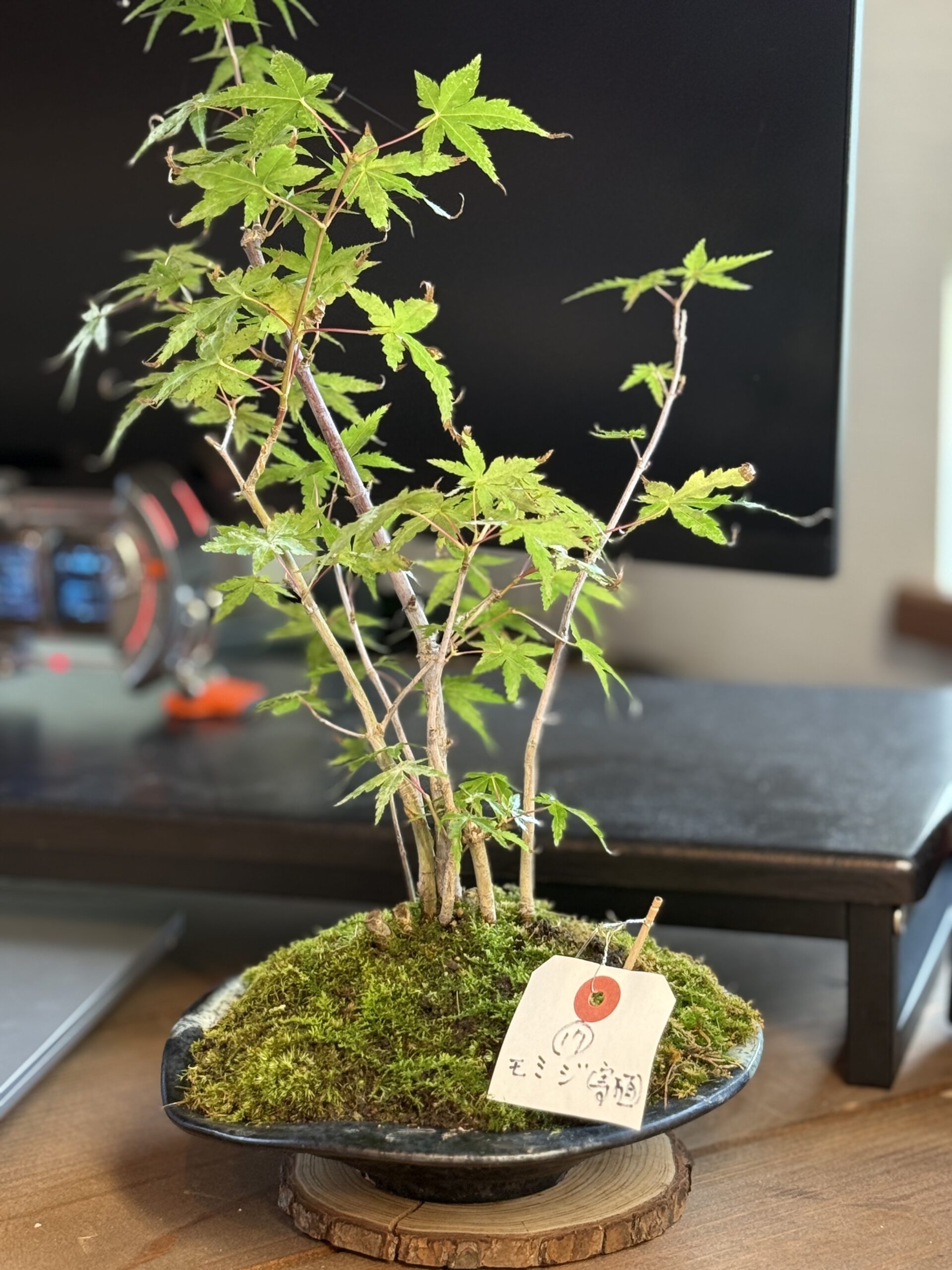 購入したモミジの鉢