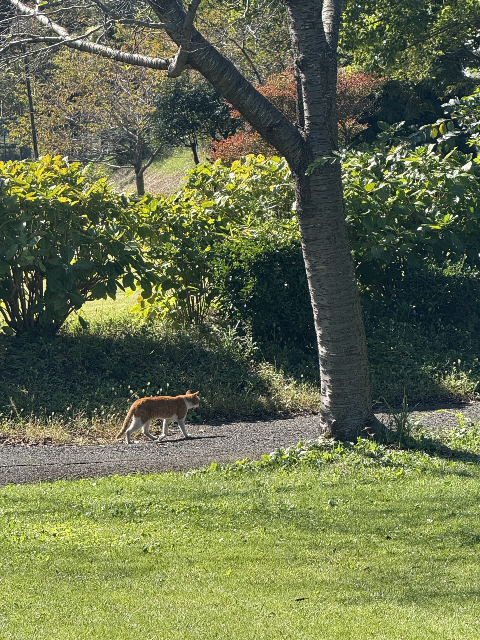 公園に現れた猫
